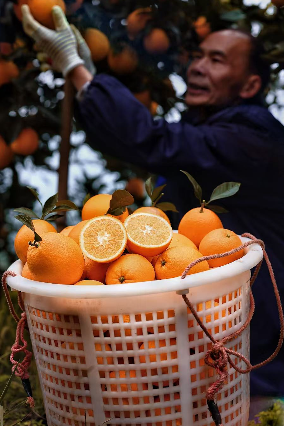 图片[8]-今日主推｜赣南脐橙 2024年12月6日中午12点-远方好物 - 有机食品与健康生活专家