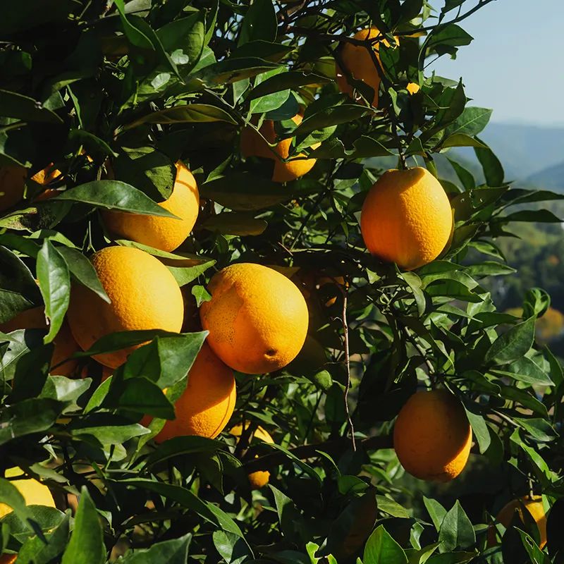 图片[3]-今日主推｜赣南脐橙 2024年12月6日中午12点-远方好物 - 有机食品与健康生活专家