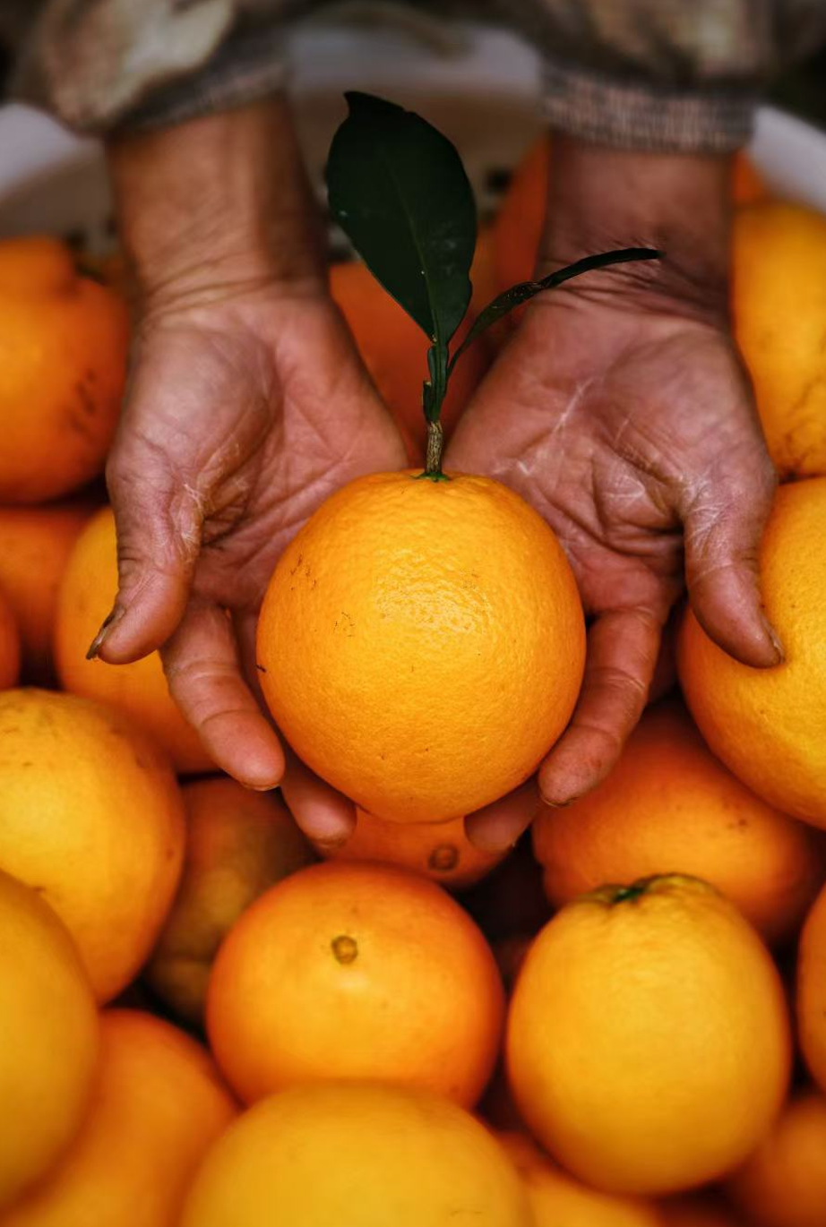 图片[7]-今日主推｜赣南脐橙 2024年12月6日中午12点-远方好物 - 有机食品与健康生活专家