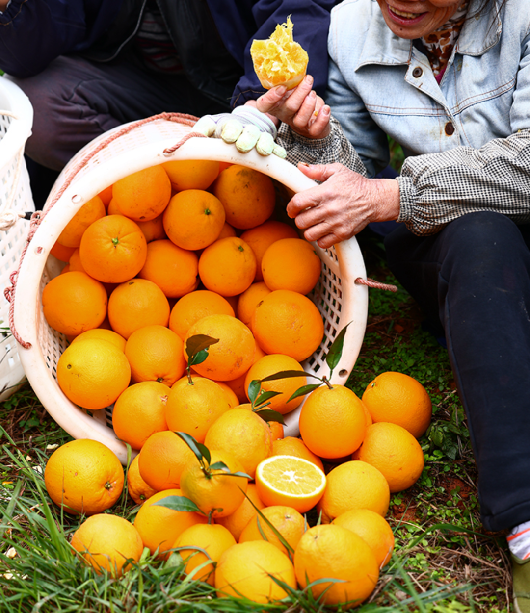 图片[9]-今日主推｜赣南脐橙 2024年12月6日中午12点-远方好物 - 有机食品与健康生活专家