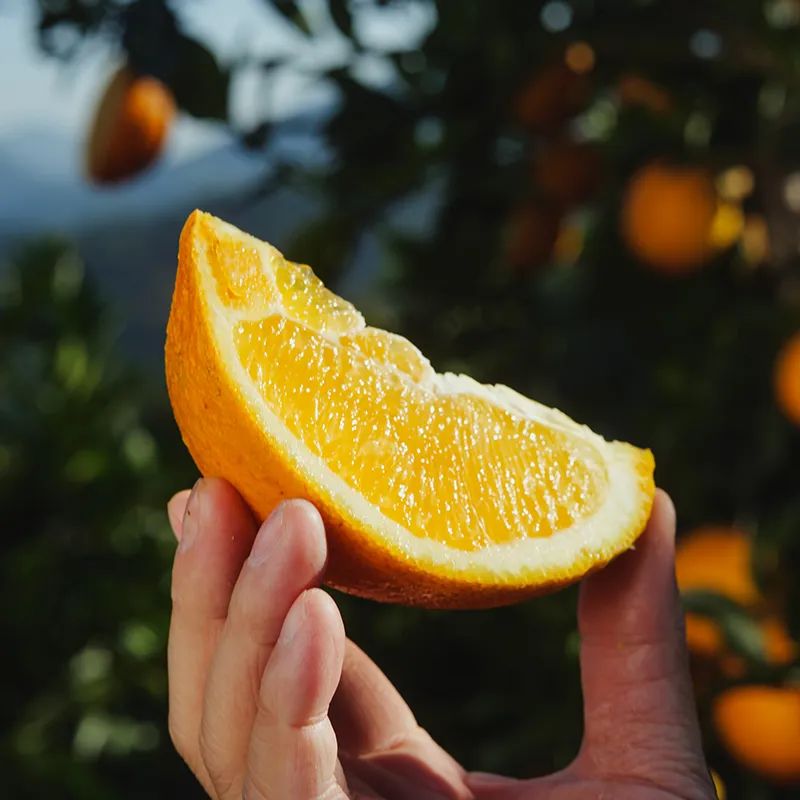 图片[4]-今日主推｜赣南脐橙 2024年12月6日中午12点-远方好物 - 有机食品与健康生活专家