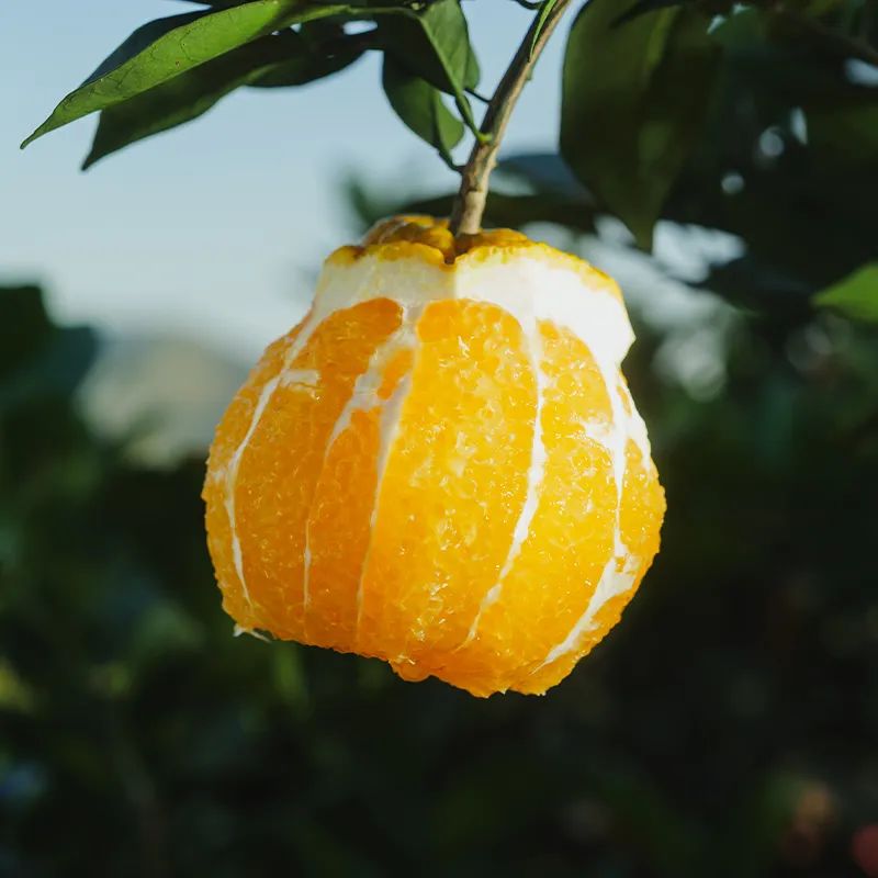 图片[6]-今日主推｜赣南脐橙 2024年12月6日中午12点-远方好物 - 有机食品与健康生活专家