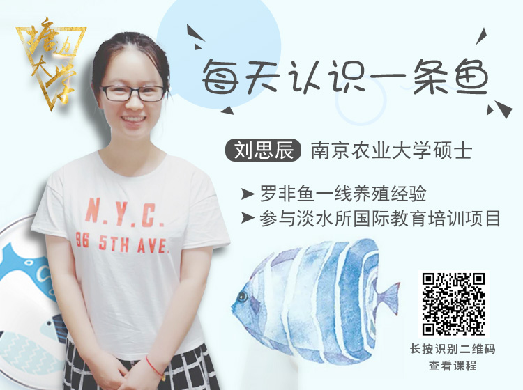 每天认识一条鱼