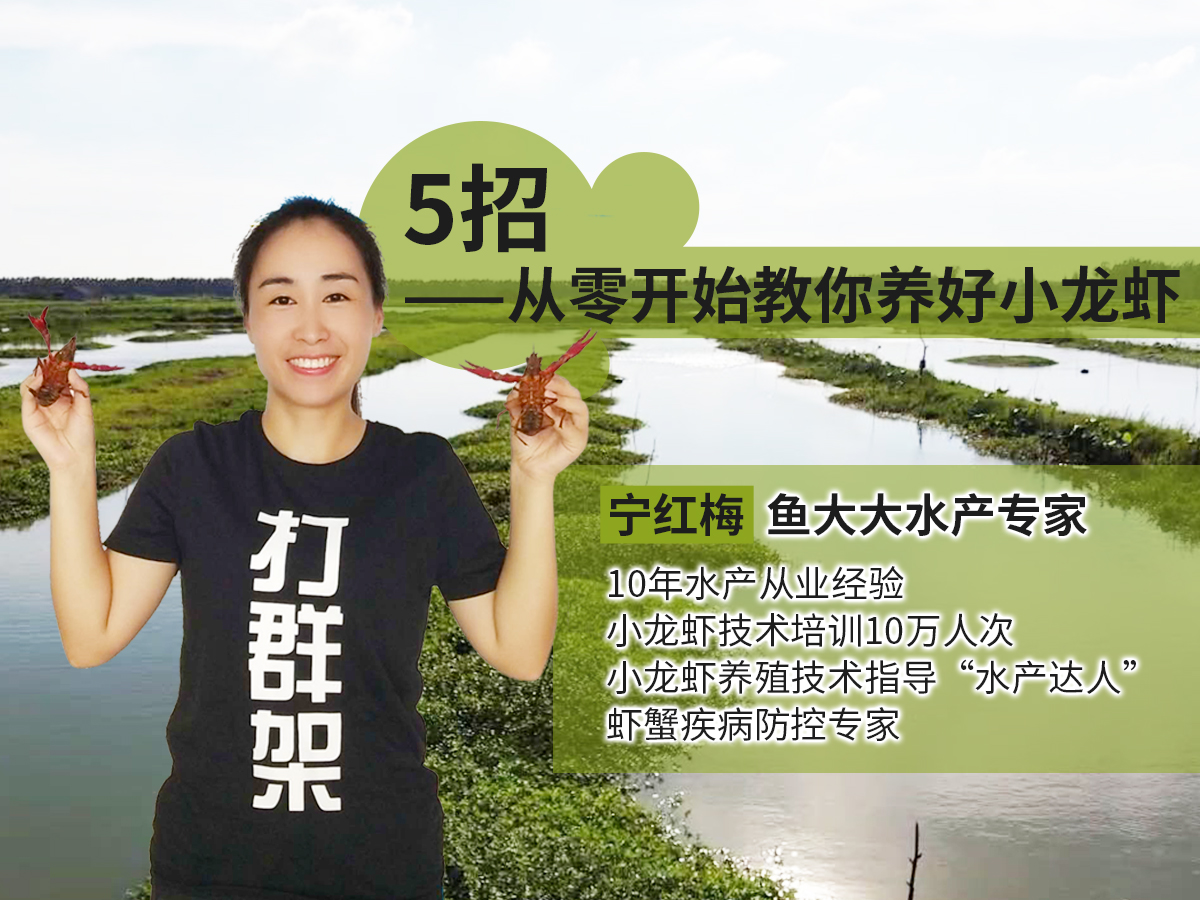 五招——从零开始教你养好小龙虾！