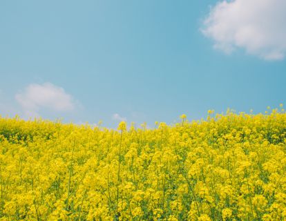1、为什么安全感对我们至关重要？