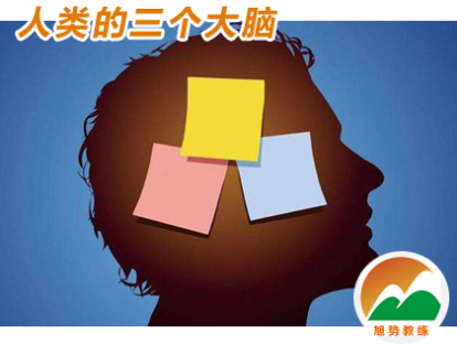 第5课《人类的三个大脑》