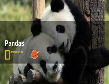 5. 大熊猫 giant pandas
