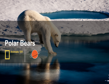1. 北极熊 polar bears