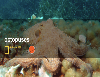 7. 章鱼 octopuses