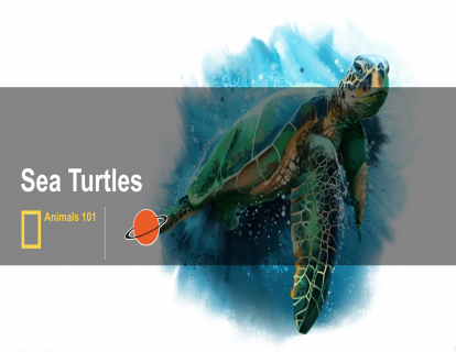 6.海龟 sea turtles
