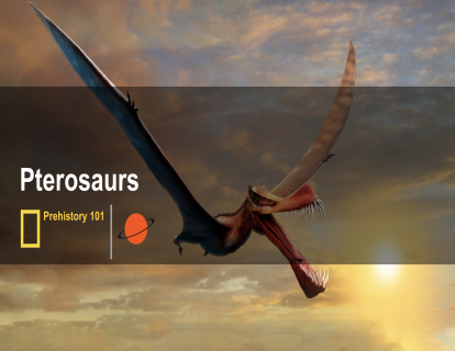 5. 翼龙 Pterosaur