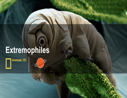 8. 极限微生物 extremophiles