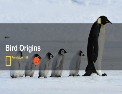 6. 鸟类起源 bird origins