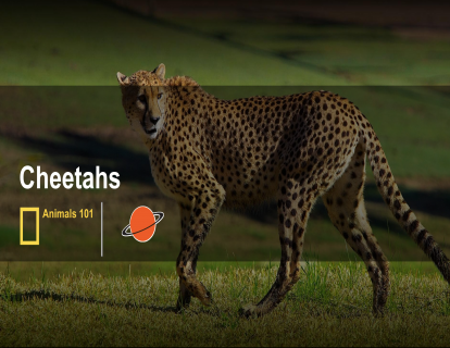 3. 猎豹 cheetahs