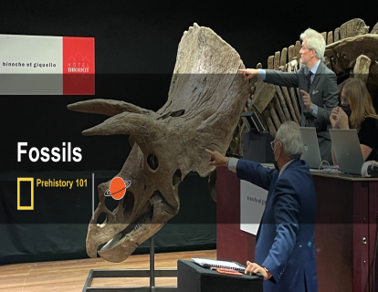 2. 化石 fossils