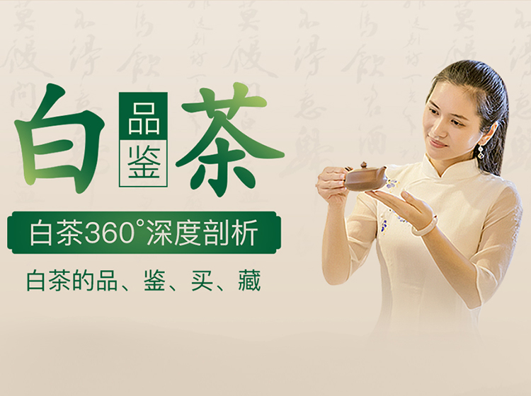 中国茶艺茶道『白茶品鉴』精品教程
