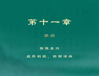 第十一章 胆经 ④阳陵泉穴-疏肝利胆，舒筋活络