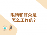 11-眼睛和耳朵是怎么工作的？