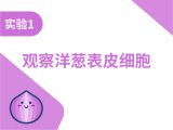实验1:观察洋葱表皮细胞