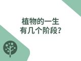 第二十节：植物的一生有几个阶段？