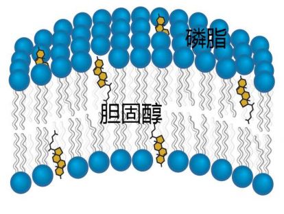 血脂管理专题（12）：胆固醇综合管理