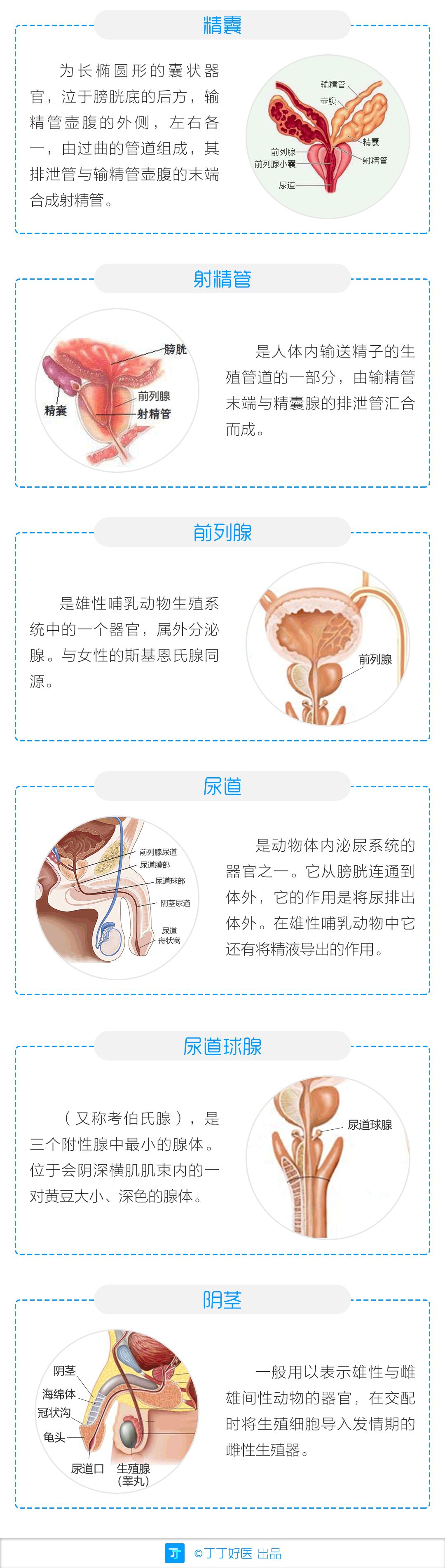 图134 男性泌尿生殖系统概观-人体解剖组织学-医学