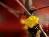 第91期：立春诗