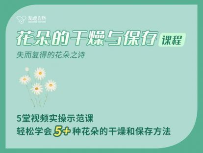 花朵的干燥与保存（二）：干燥沙定型