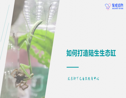 第六讲 如何打造陆生生态缸