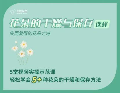 花朵的干燥与保存（一）：自然收集与垂直风干