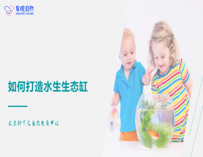 第七讲 如何打造水生生态缸
