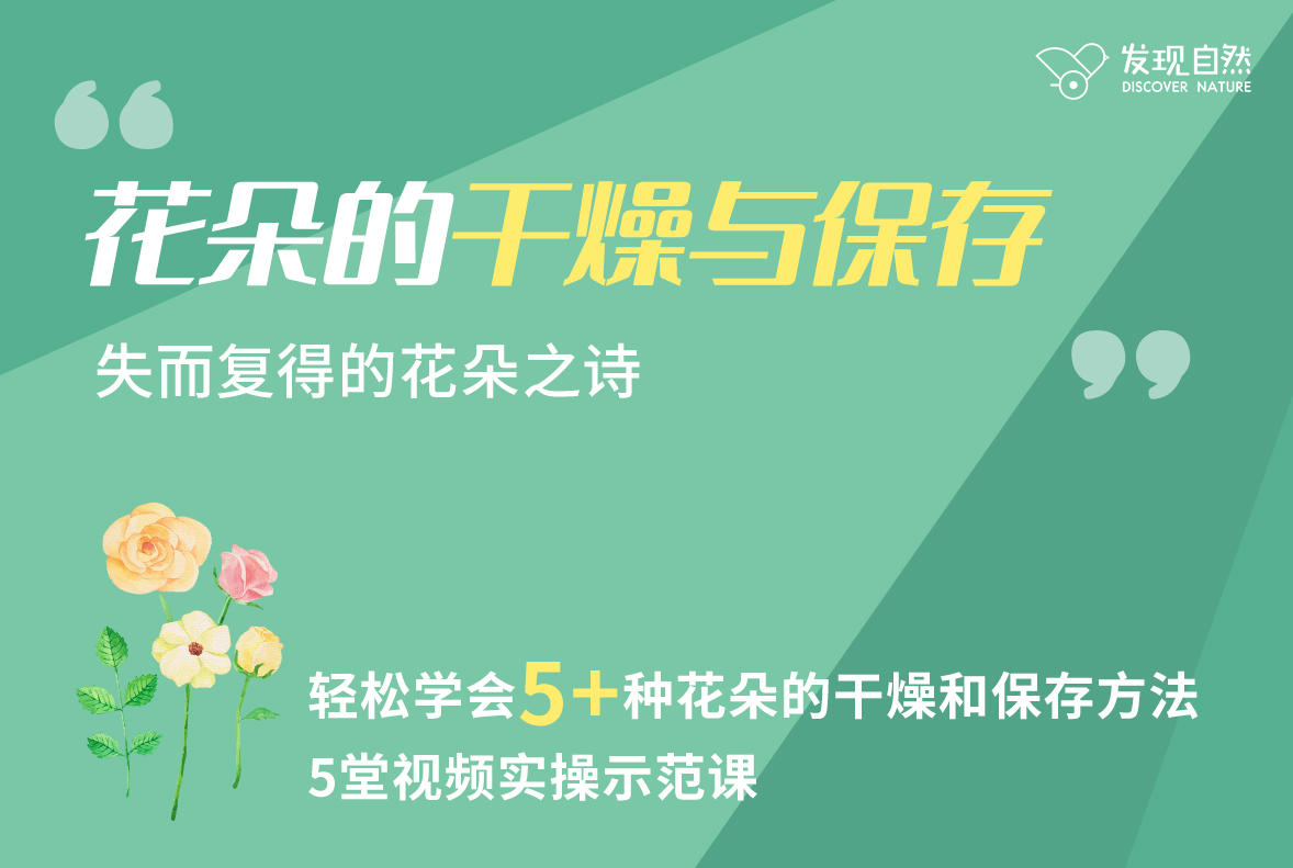 花朵的干燥与保存