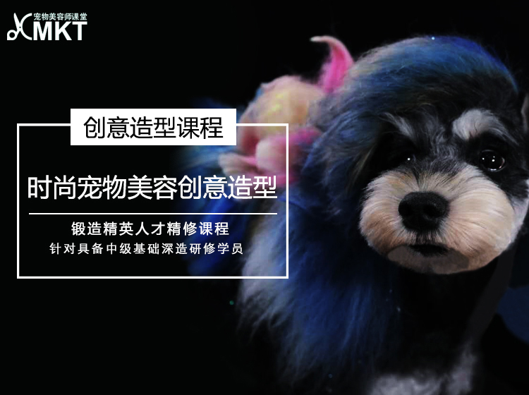 创意造型 ▏时尚宠物美容创意造型