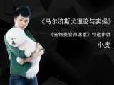 马尔济斯犬理论与实操