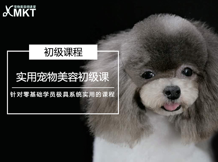初级课 ▏宠物门店快速美容课