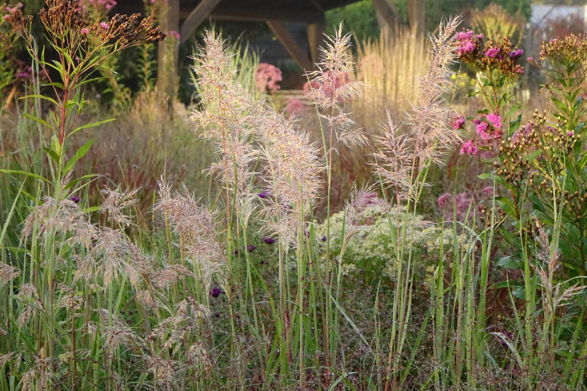植物的空间关系设计——Piet Oudolf