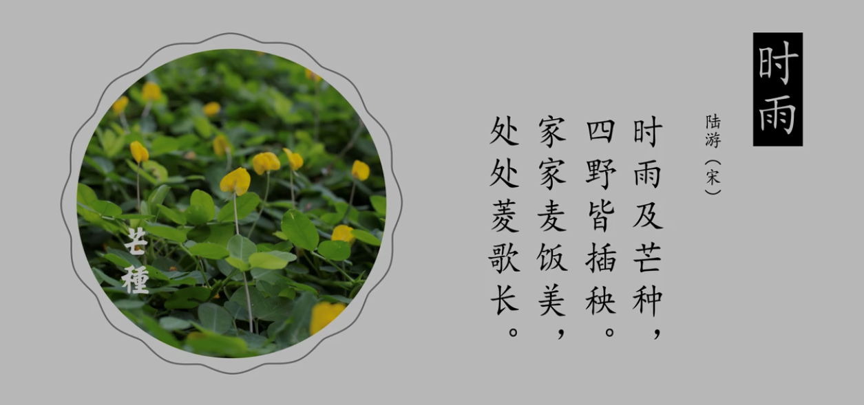 时雨 陆游(宋) 时雨及芒种,四野皆插秧. 家家麦饭美,处处菱歌长.