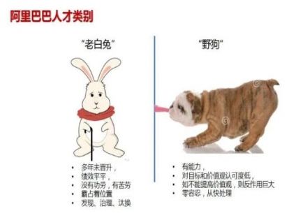 对于公司的小白兔和老白兔员工，你们公司会怎么对待呢？