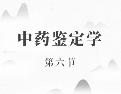 中药鉴定学（6）