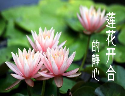 莲花开合的静心