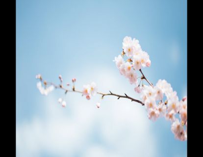 春季拍摄花卉，别忽略这些中国元素，让你的照片更具有韵味