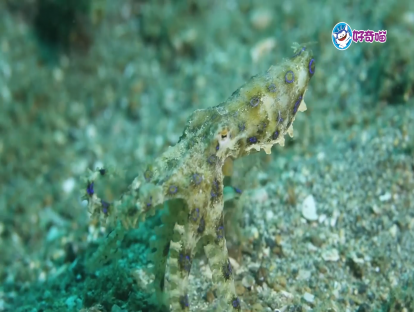 9.海底的有毒刺客