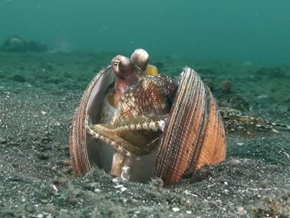14.海洋生物的家
