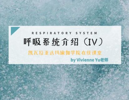 第4课：瑜伽解剖学呼吸系统介绍4（Vivienne Yu老师）