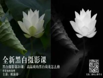 黑白第21课：高品质的黑白荷花怎么修