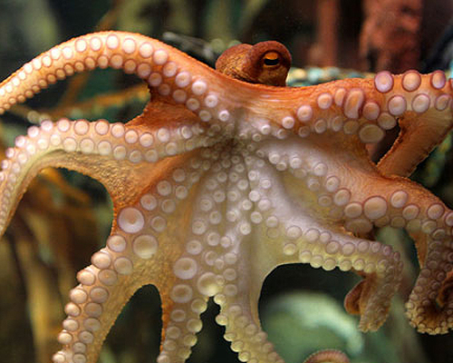 章鱼(octopus):为章鱼科26属252种海洋软体动物的通称,为温带性软体