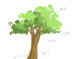 第一课：一棵树的结构形态
