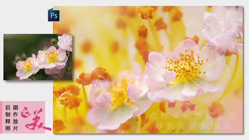 花卉摄影后期高级技法