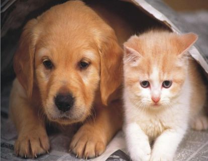2.7期 狗为什么比猫，更多变？