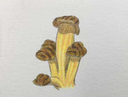 11、彩铅蘑菇的画法